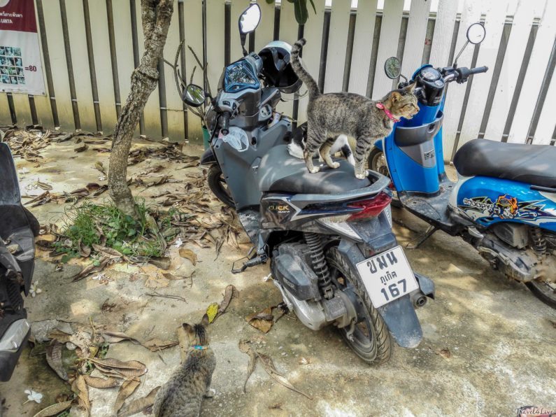 Кошка стоит на сиденье скутера, питомник Soi Dog, Пхукет