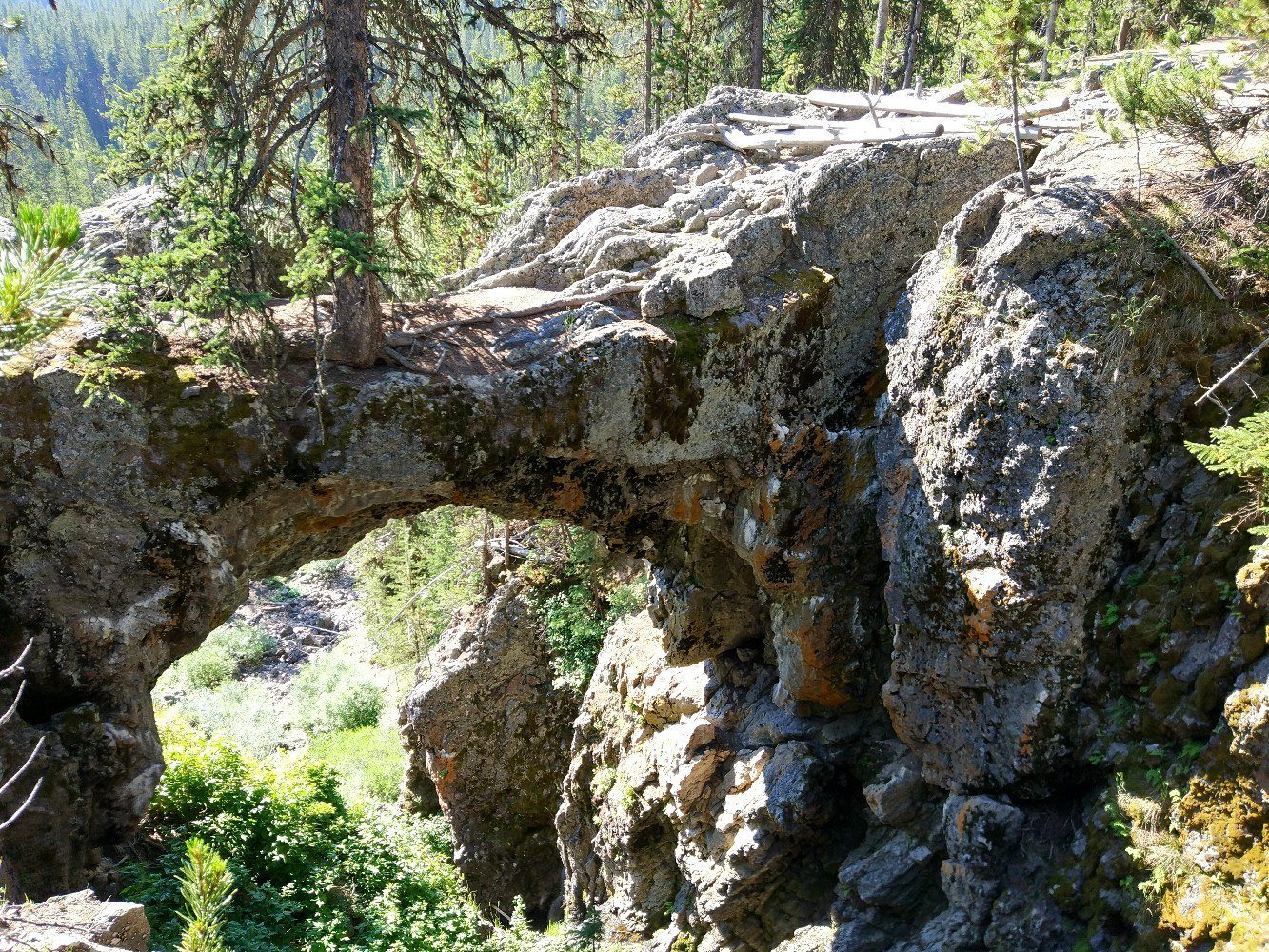 Каменная арка над зелёным ущельем, на ней растут сосны